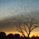 bird migration signs israel