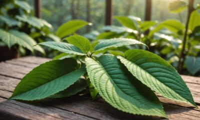 kratom leaves health benefits