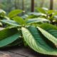 kratom leaves health benefits