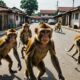 monkeys invade bekasi neighborhood