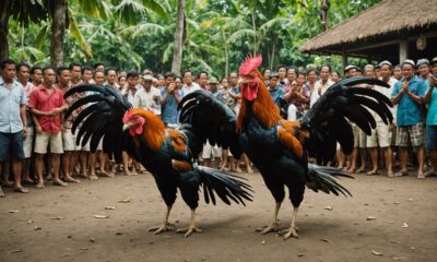 bali cockfighting culture exploration