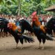 bali cockfighting culture exploration