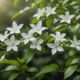 jasmine flower health benefits