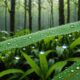 mysterious jelly rain phenomenon